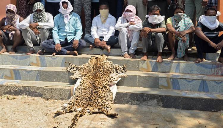 Leopard Skin Trade