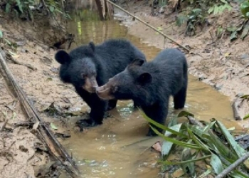 Asiatic Black Bears
