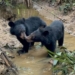 Asiatic Black Bears