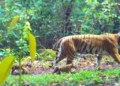 Tigress Zeenat