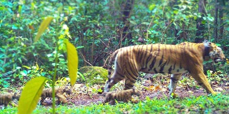 Tigress Zeenat