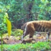 Tigress Zeenat