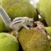 Bengaluru: A squirrel eating a jackfruit at a tree, in Bengaluru on Saturday 25th June 2022. (Photo:IANS/Dhananjay Yadav)