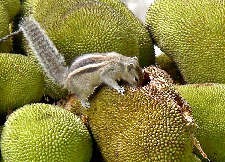 Bengaluru: A squirrel eating a jackfruit at a tree, in Bengaluru on Saturday 25th June 2022. (Photo:IANS/Dhananjay Yadav)