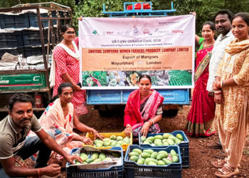 Amrapali Mangoes
