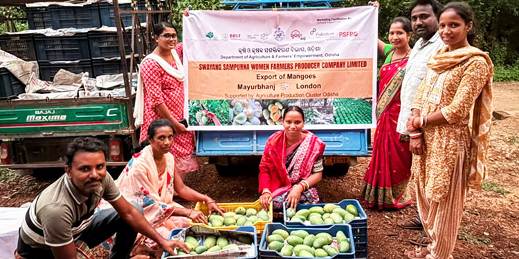 Amrapali Mangoes
