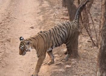 Ranthambore (Rajasthan): Tigress Arrowhead (T-84) marking her territory in zone 4. (Photo: Kushagra Dixit/IANS)
