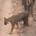 Ranthambore (Rajasthan): Tigress Arrowhead (T-84) marking her territory in zone 4. (Photo: Kushagra Dixit/IANS)