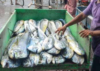 Visakhapatnam: Freshly caught fish are put up for sale at the fishing harbour following the end of the annual fishing ban, in Visakhapatnam district of Andhra Pradesh on Saturday, June 27, 2026. (Photo: IANS)