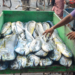Visakhapatnam: Freshly caught fish are put up for sale at the fishing harbour following the end of the annual fishing ban, in Visakhapatnam district of Andhra Pradesh on Saturday, June 27, 2026. (Photo: IANS)