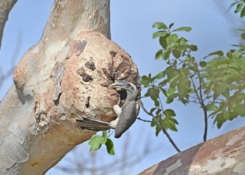 Indian Grey Hornbill