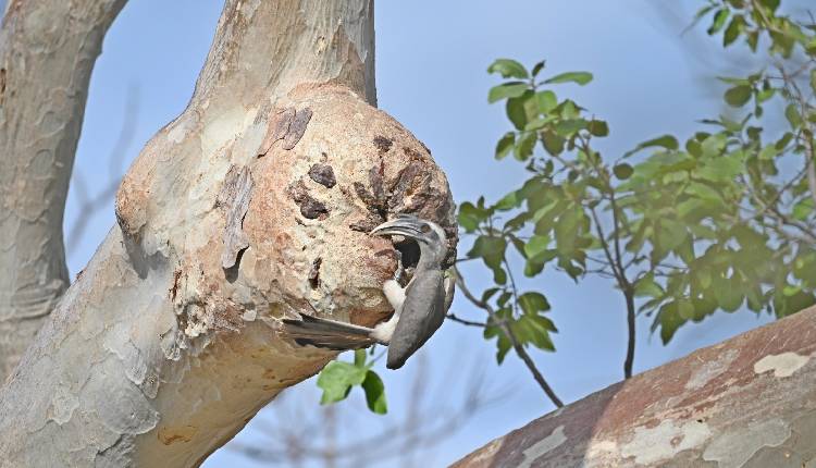 Indian Grey Hornbill