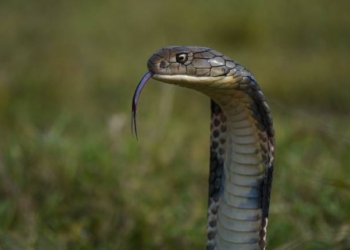 Snake