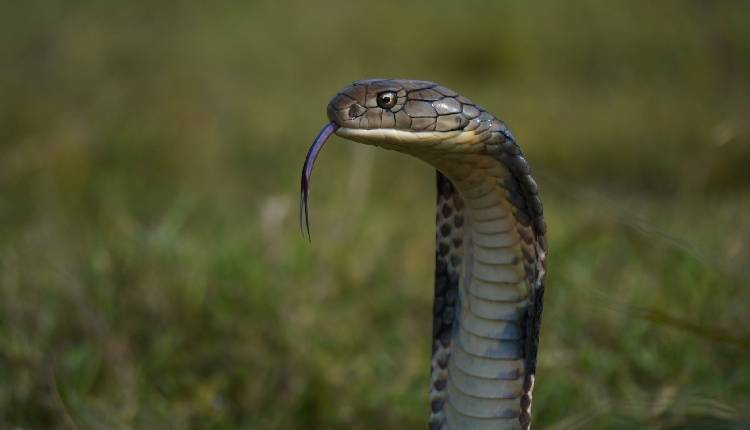 Snake