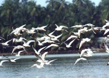 Birds - Nesting