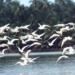 Birds - Nesting