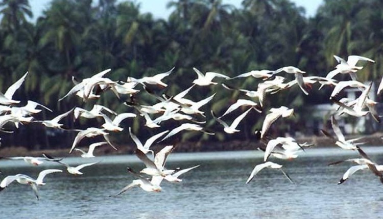 Birds - Nesting