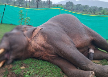 Elephant Found Dead In Dhenkanal