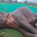 Elephant Found Dead In Dhenkanal