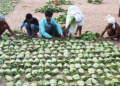 Kendu Leaf Pluckers