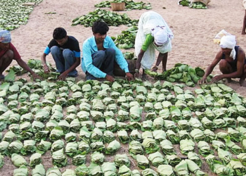 Kendu Leaf Pluckers