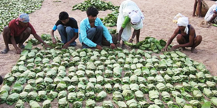 Kendu Leaf Pluckers