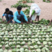 Kendu Leaf Pluckers