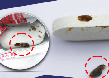 Insects In Antibiotic Strip