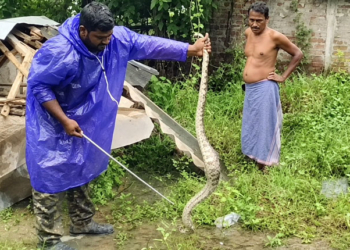 8-Foot Python Rescued From House In Baleshwar