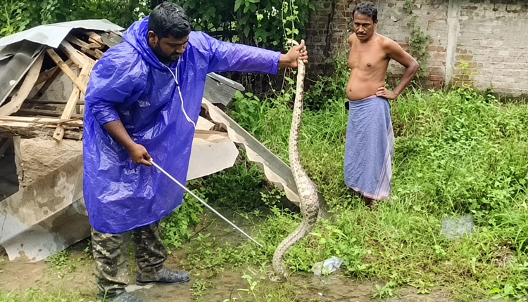 8-Foot Python Rescued From House In Baleshwar