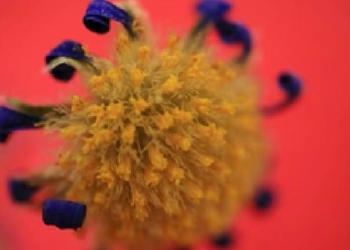 Chandipura Virus