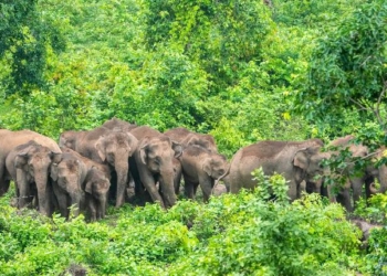 Elephant