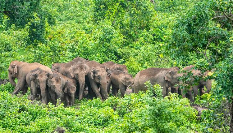 Elephant