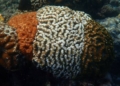 Tricolour Corals