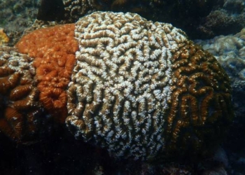 Tricolour Corals