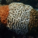 Tricolour Corals