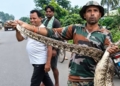 python