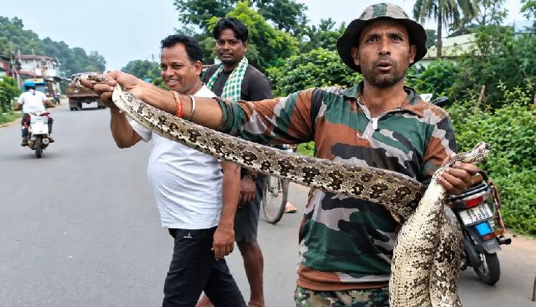 python