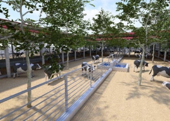 BMC Plans Rehab Centre For 2,200 Cattle