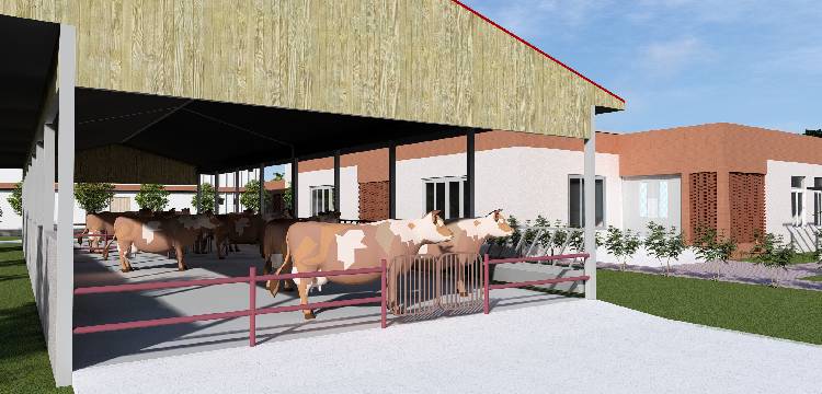 BMC Plans Rehab Centre For 2,200 Cattle