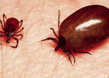 Scrub Typhus