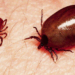Scrub Typhus