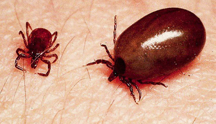 Scrub Typhus