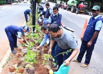 BMC Plants 300 Bougainvillea Along 1.27-km Median Stretch