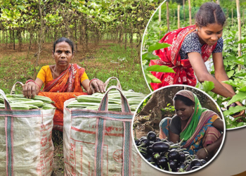 Mayurbhanj Women Show How Collective Farming Can Boost Rural Incomes