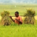 Agricultural