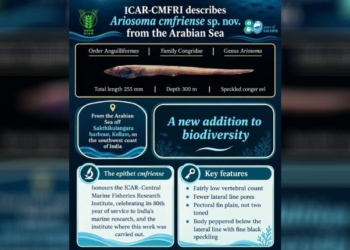 New Conger Eel Species