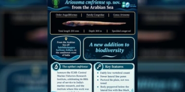 New Conger Eel Species
