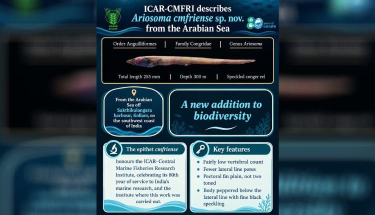 New Conger Eel Species