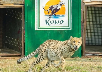 Project Cheetah
